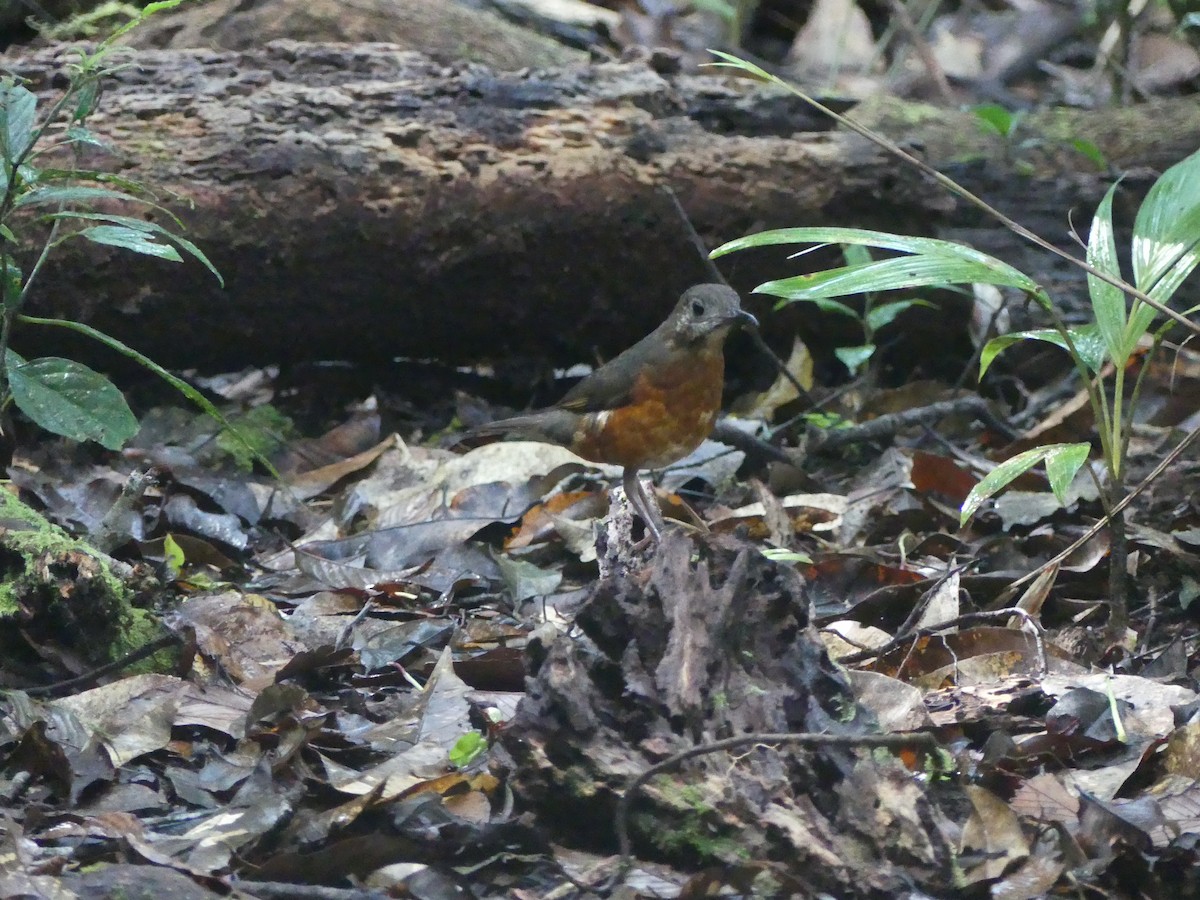 Everett's Thrush - ML659821714