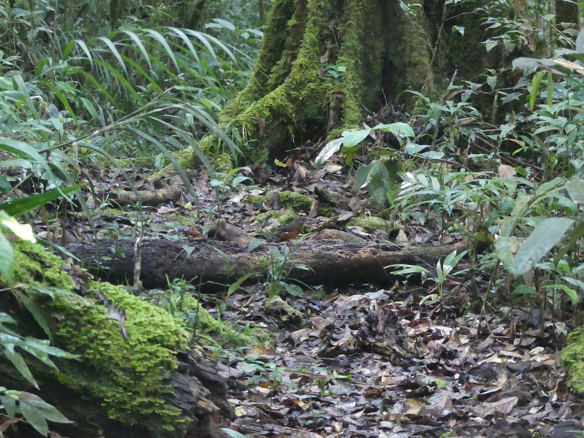 Everett's Thrush - ML659821745