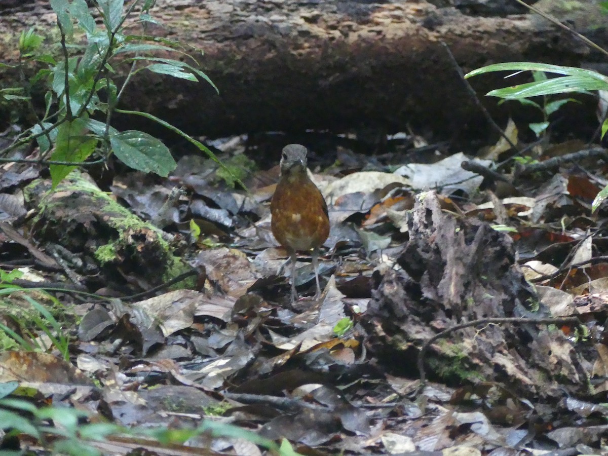 Everett's Thrush - ML659821788