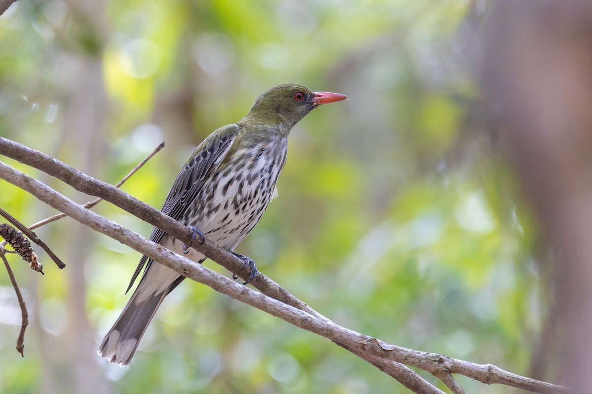 Oropéndola Estriada - ML659821965