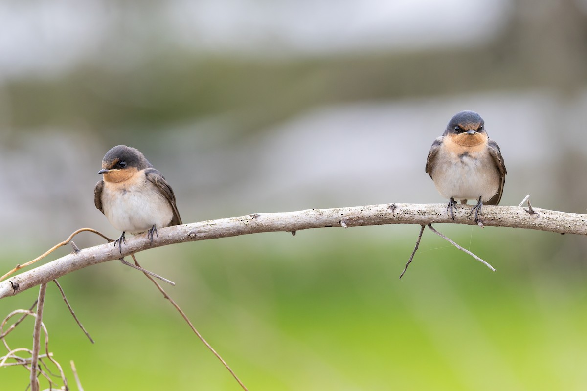 Golondrina Australiana - ML659822108