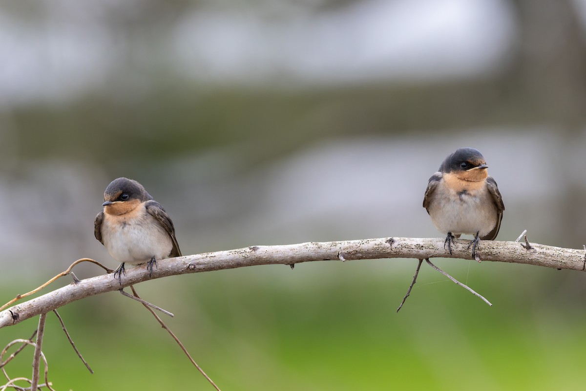 Golondrina Australiana - ML659822112