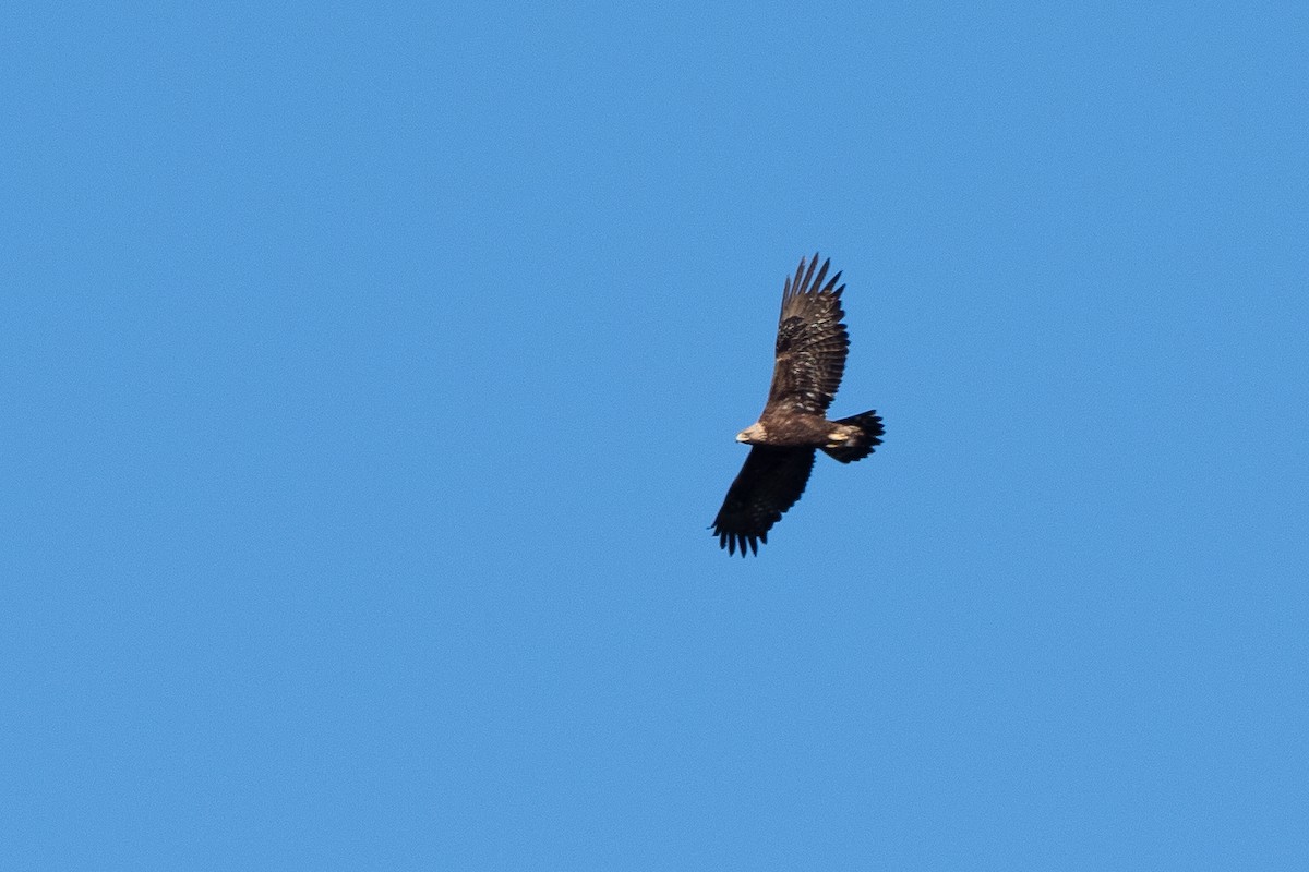 Aquila reale - ML659823239