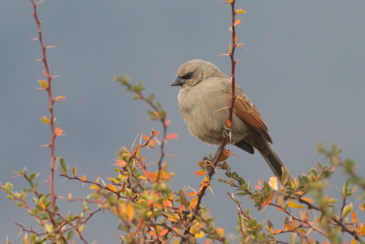 Grayish Baywing - ML659823252