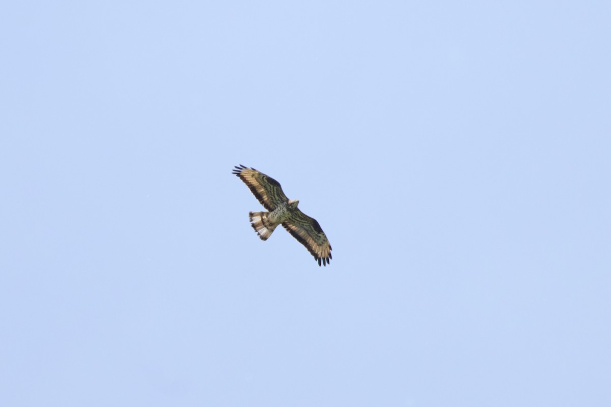European Honey-buzzard - ML659823788