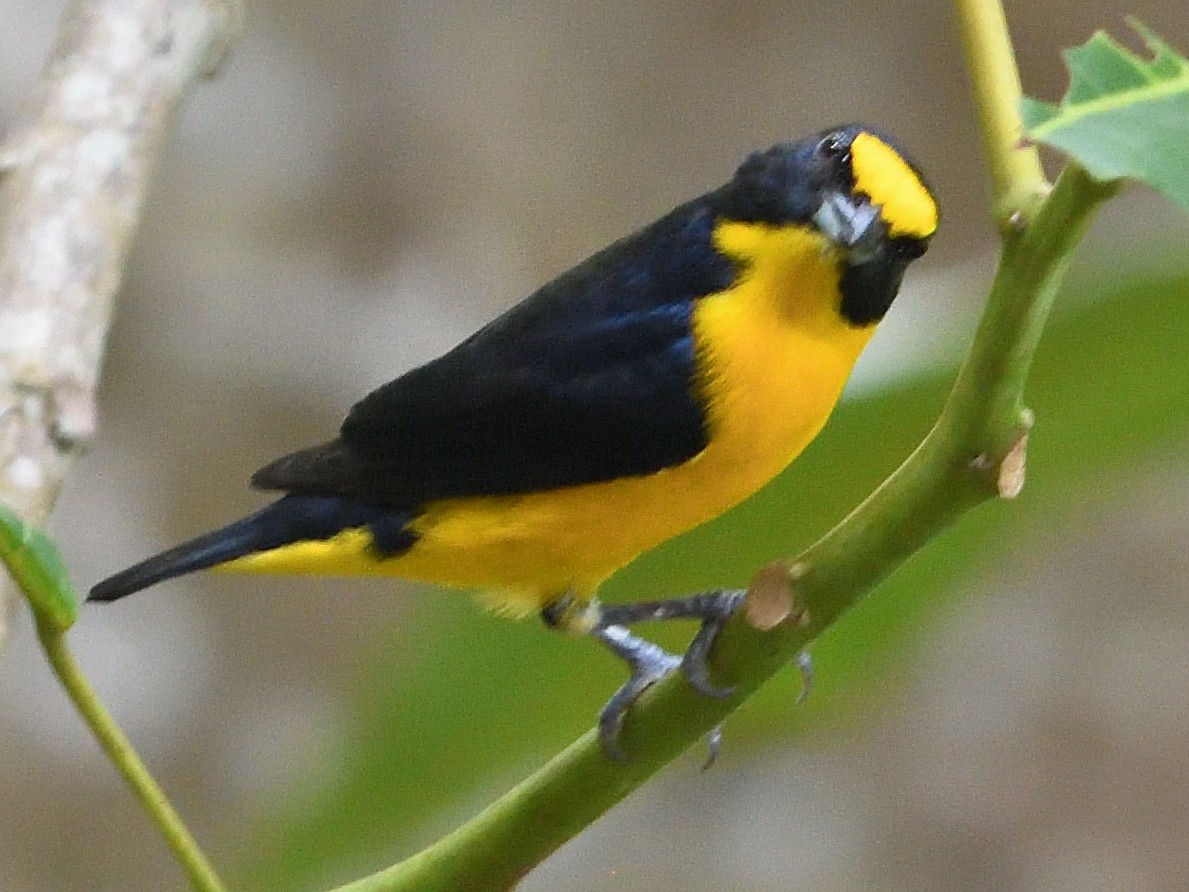 Yellow-throated Euphonia - ML659824054