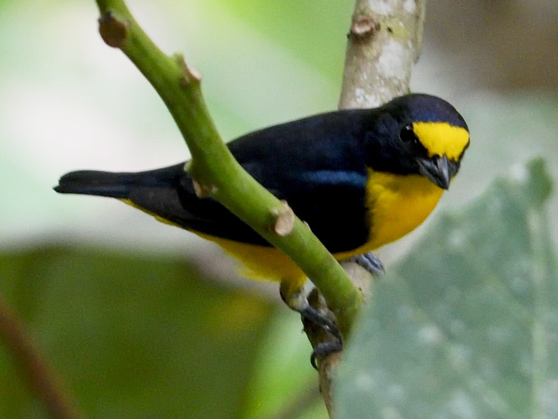 Yellow-throated Euphonia - ML659824055