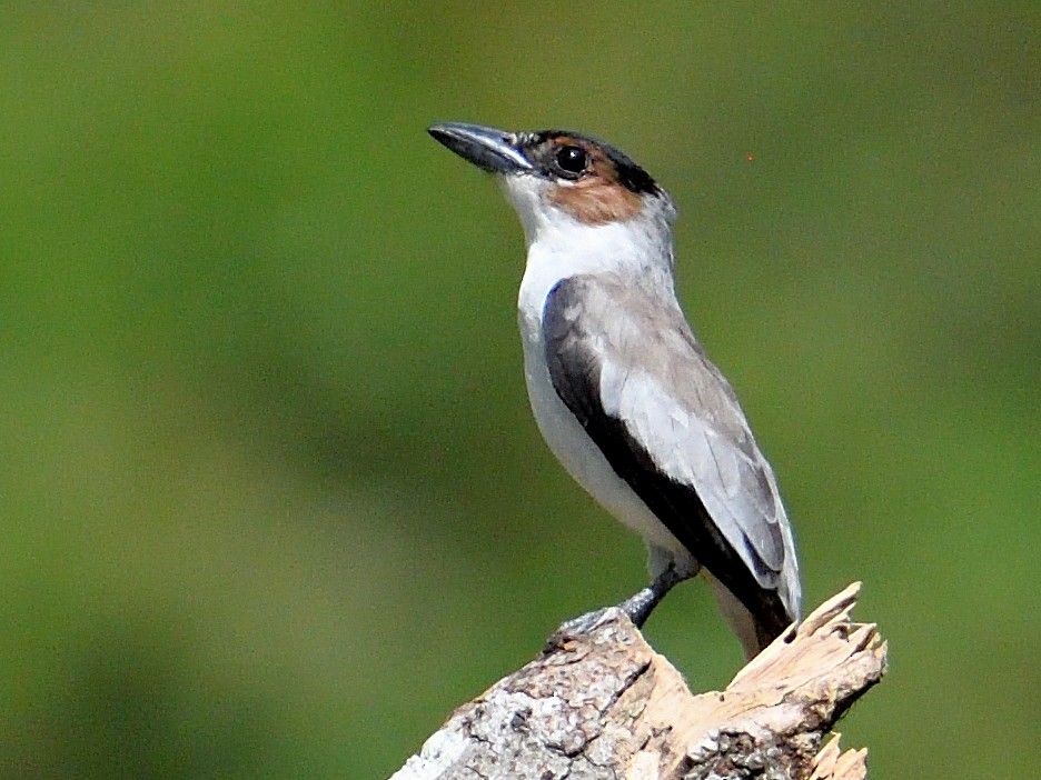 Black-crowned Tityra - ML659824100