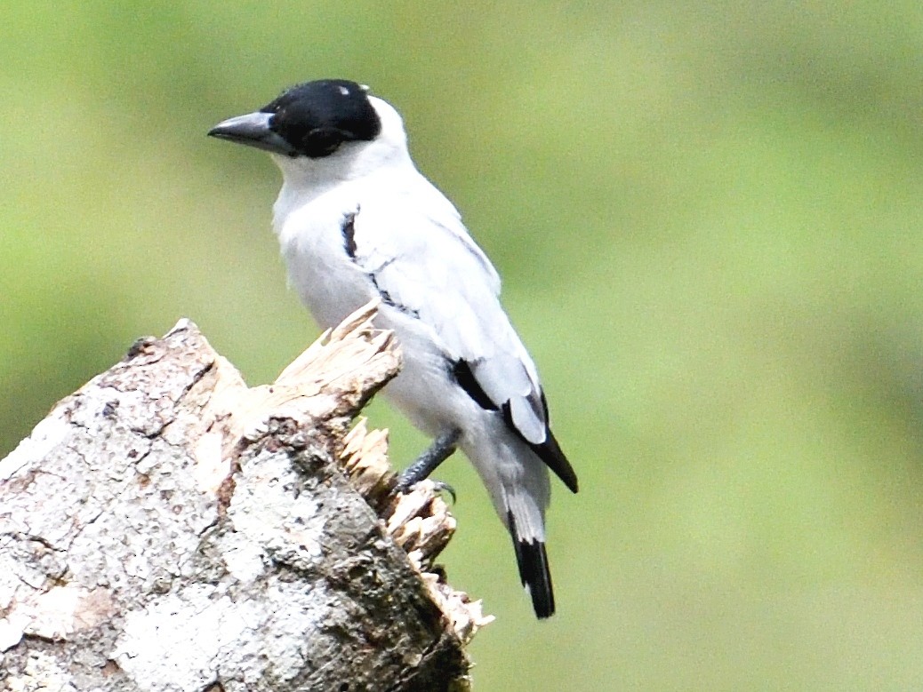 Black-crowned Tityra - ML659824101