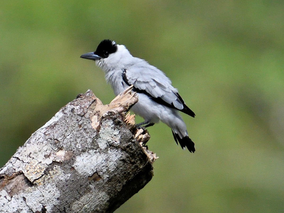 Black-crowned Tityra - ML659824102