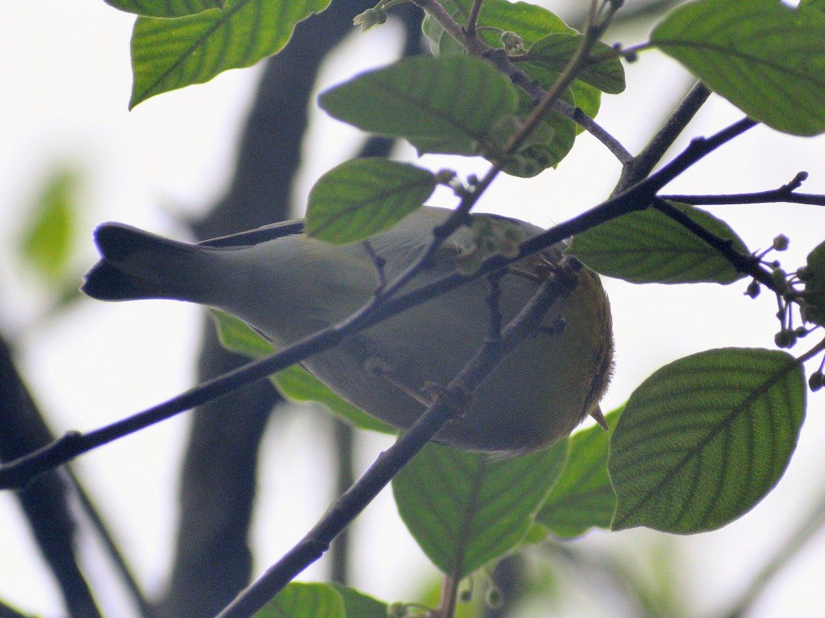 Parula Norteña - ML659824143