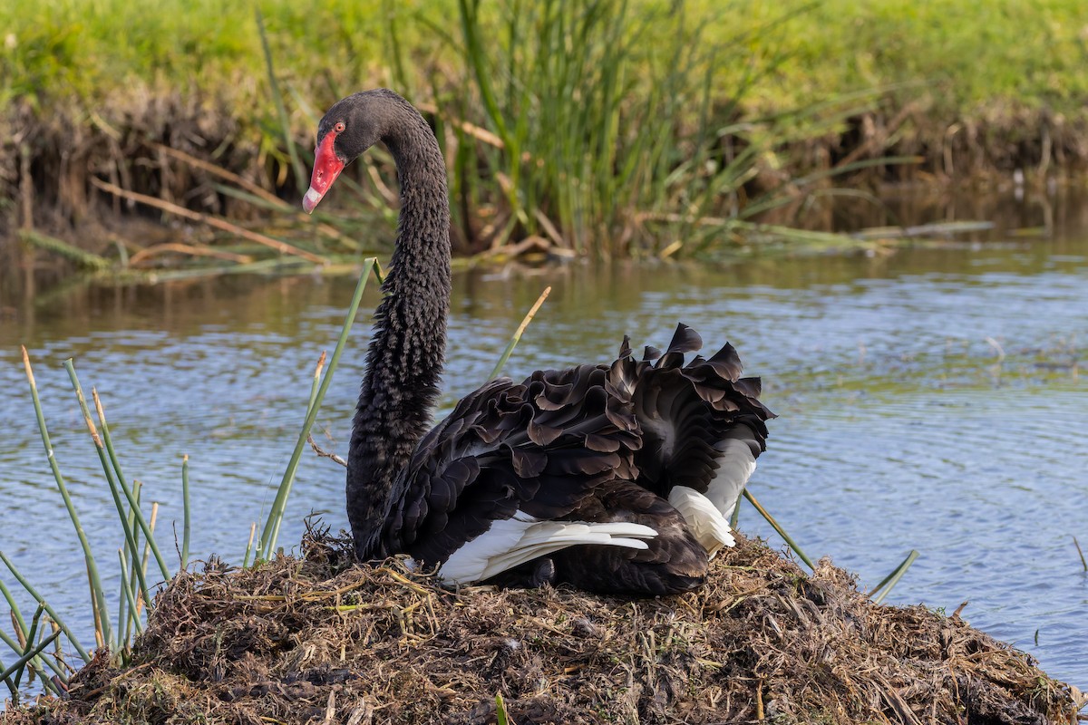 Cisne Negro - ML659824159