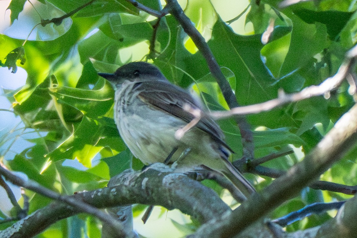 Mosquero Fibí - ML659824171