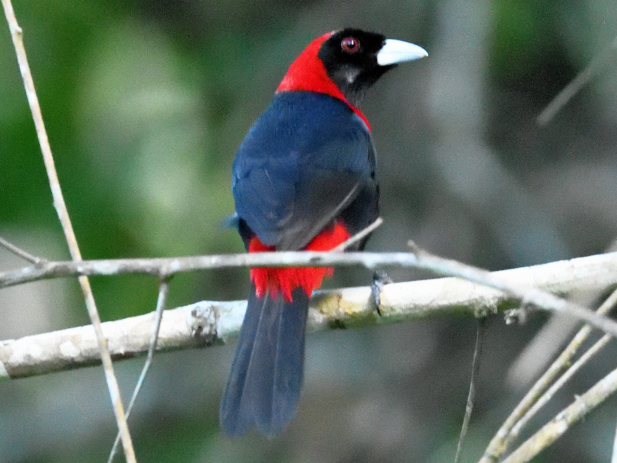 Crimson-collared Tanager - ML659824179