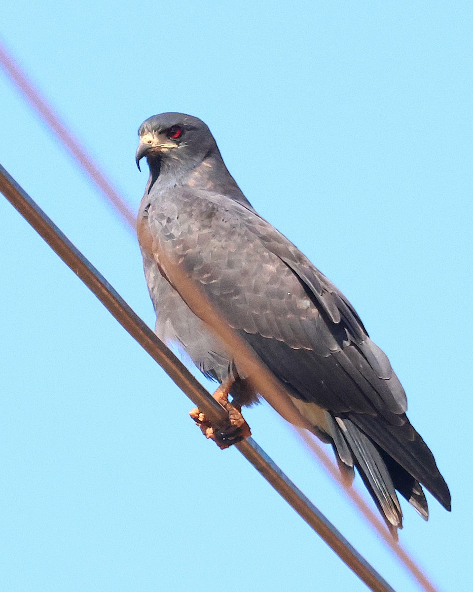 Caracolero Común - ML659824180