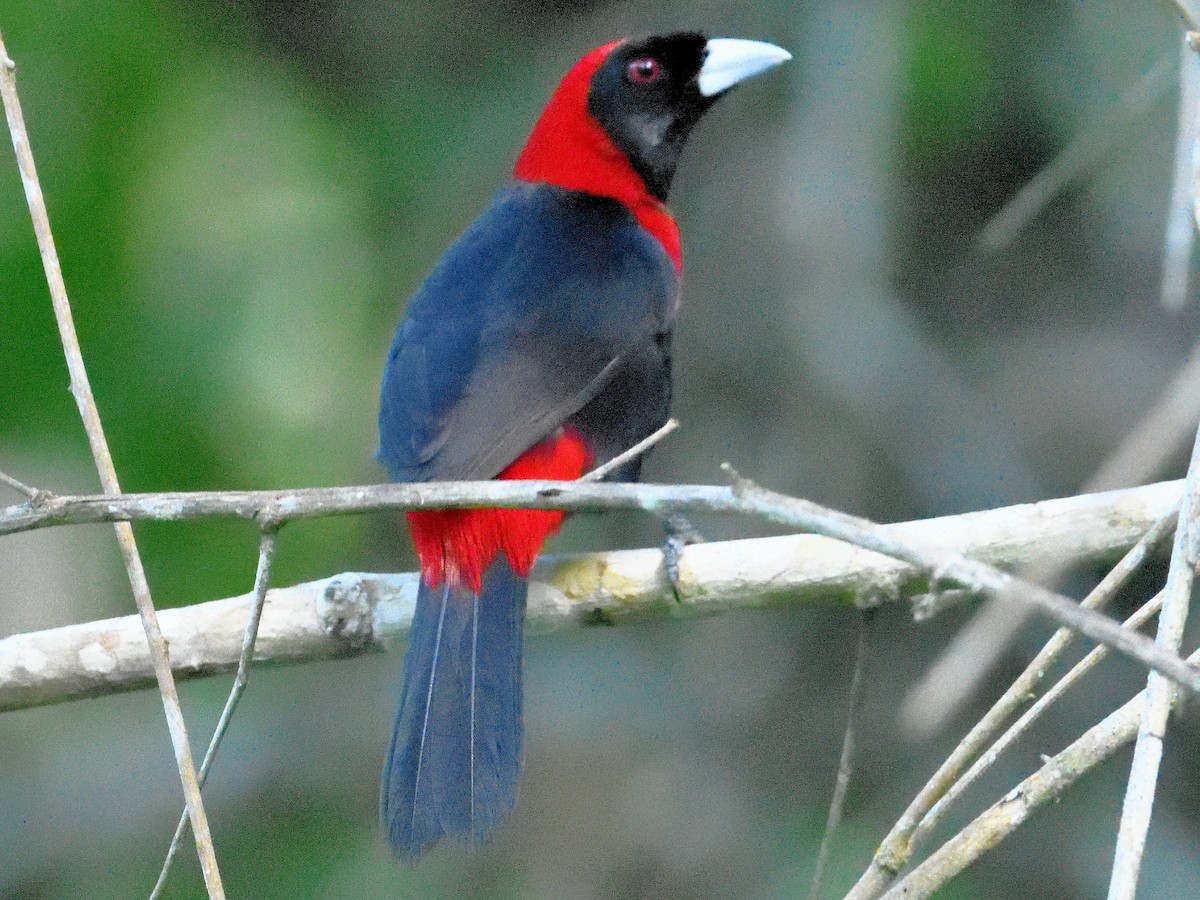 Crimson-collared Tanager - ML659824181