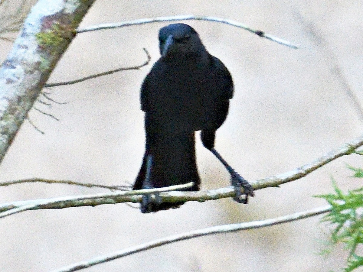 Melodious Blackbird - ML659824185