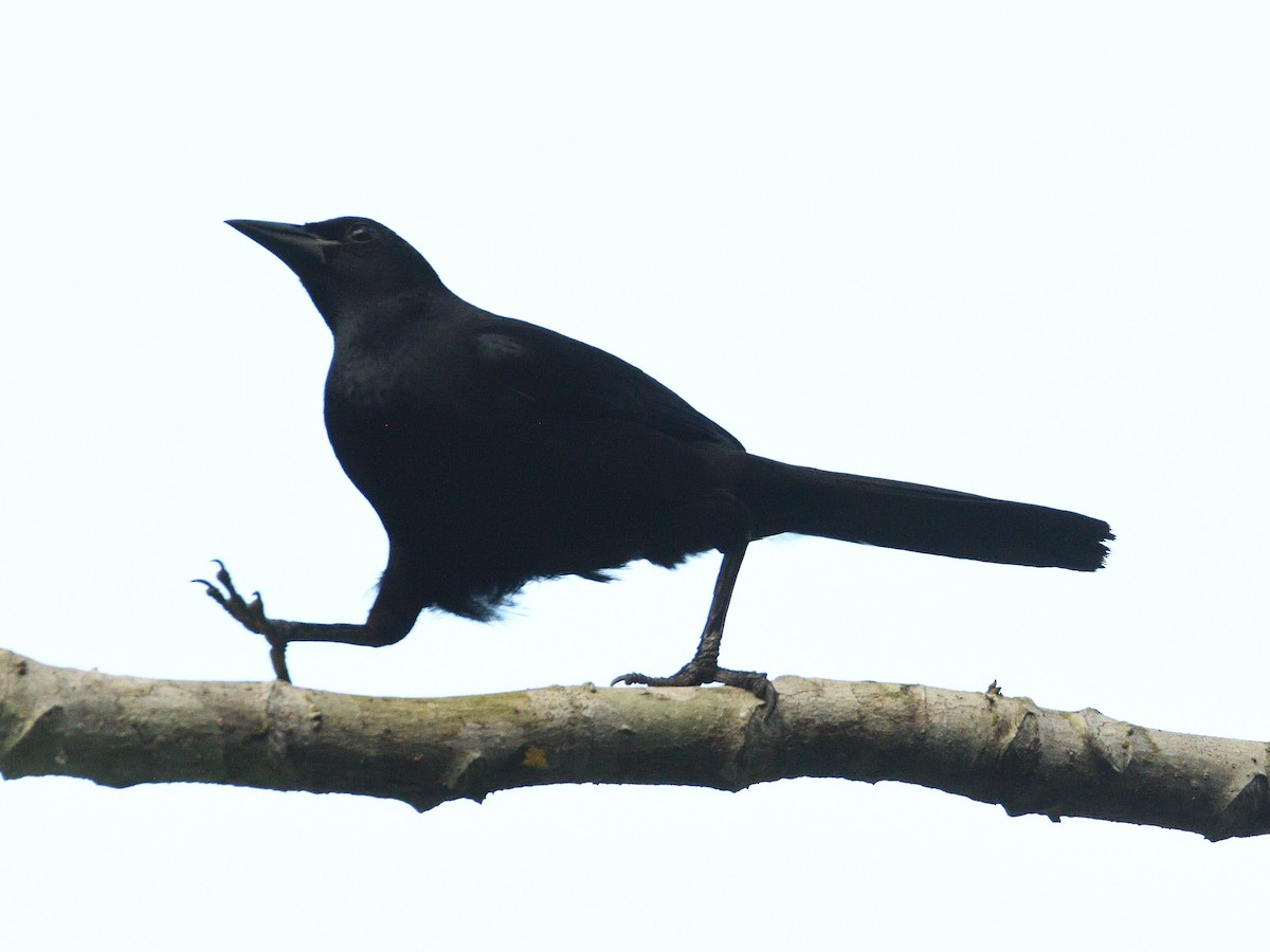 Melodious Blackbird - ML659824186