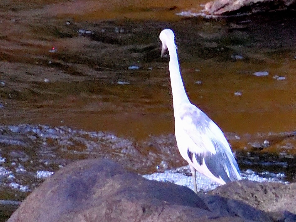 Little Blue Heron - ML659824259