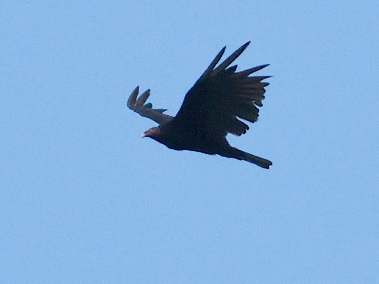 Turkey Vulture - ML659824271