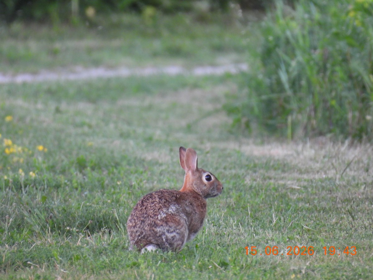 Cottontail Rabbits - ML659825933