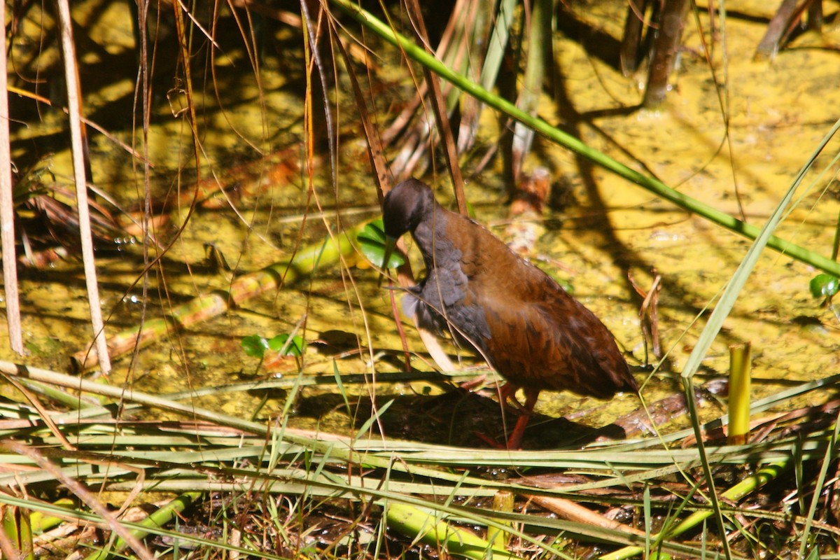 chřástal břidlicový - ML659826749