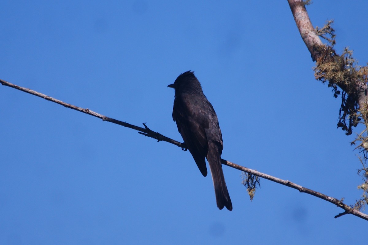 Smoke-colored Pewee - ML659826888