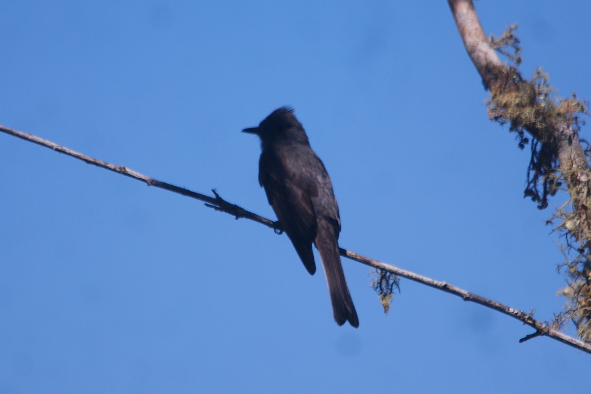Smoke-colored Pewee - ML659826889