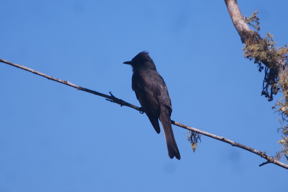 Smoke-colored Pewee - ML659826890