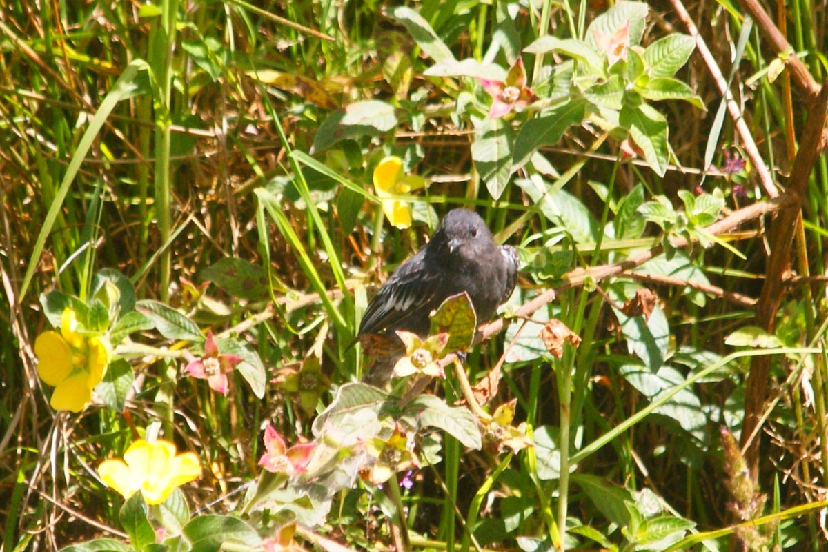 Black Phoebe - ML659827004