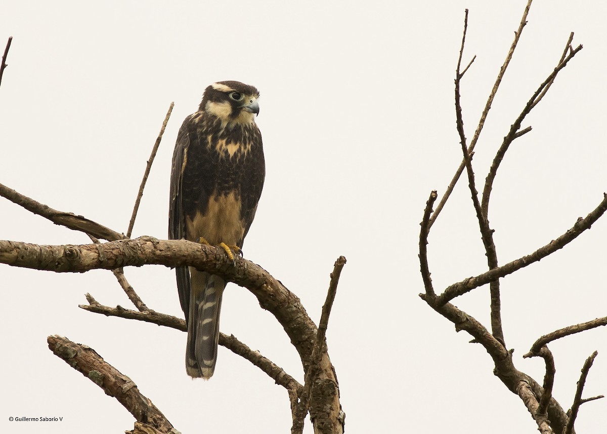 Aplomado Falcon - Guillermo  Saborío Vega