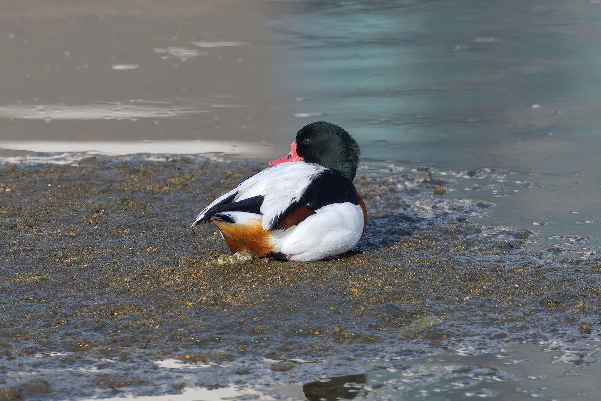 花鳧 - ML659827652