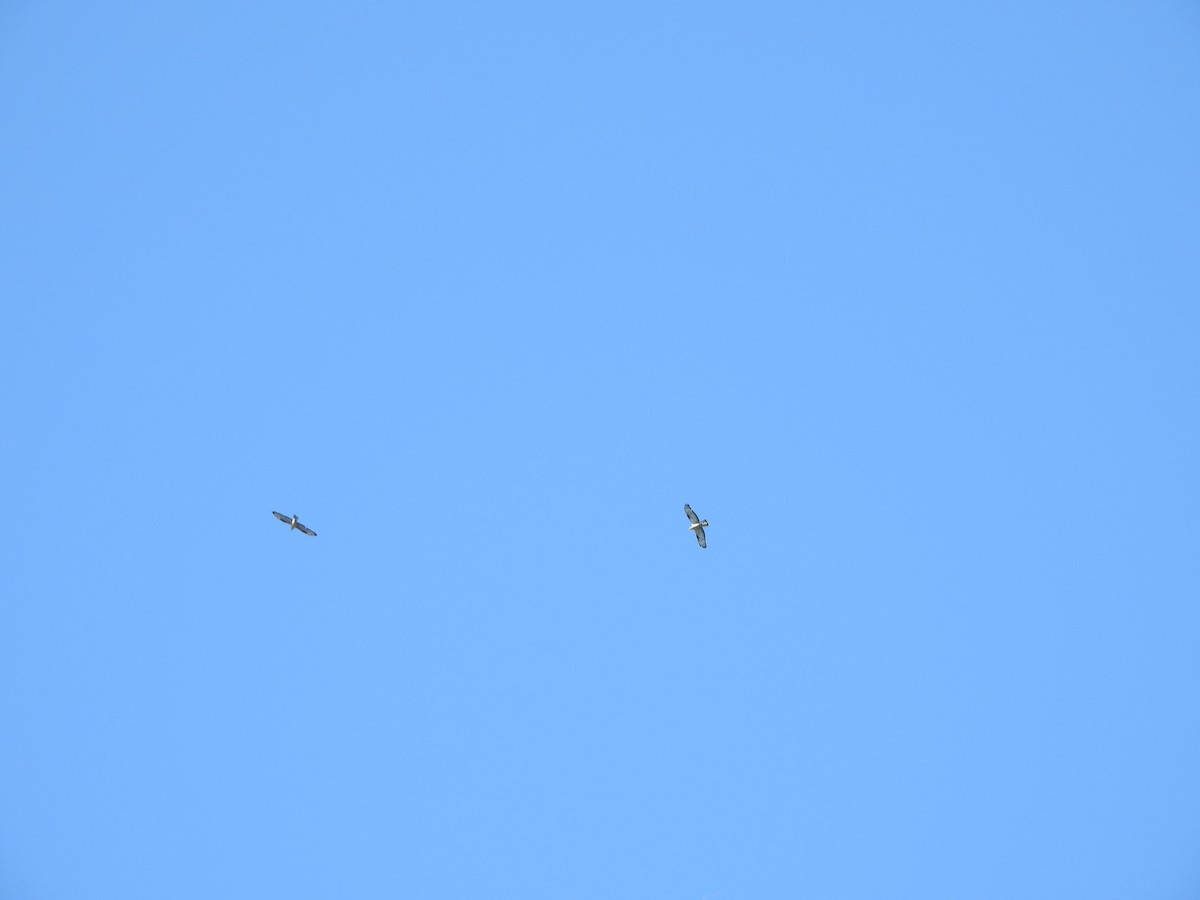 European Honey-buzzard - ML659828186