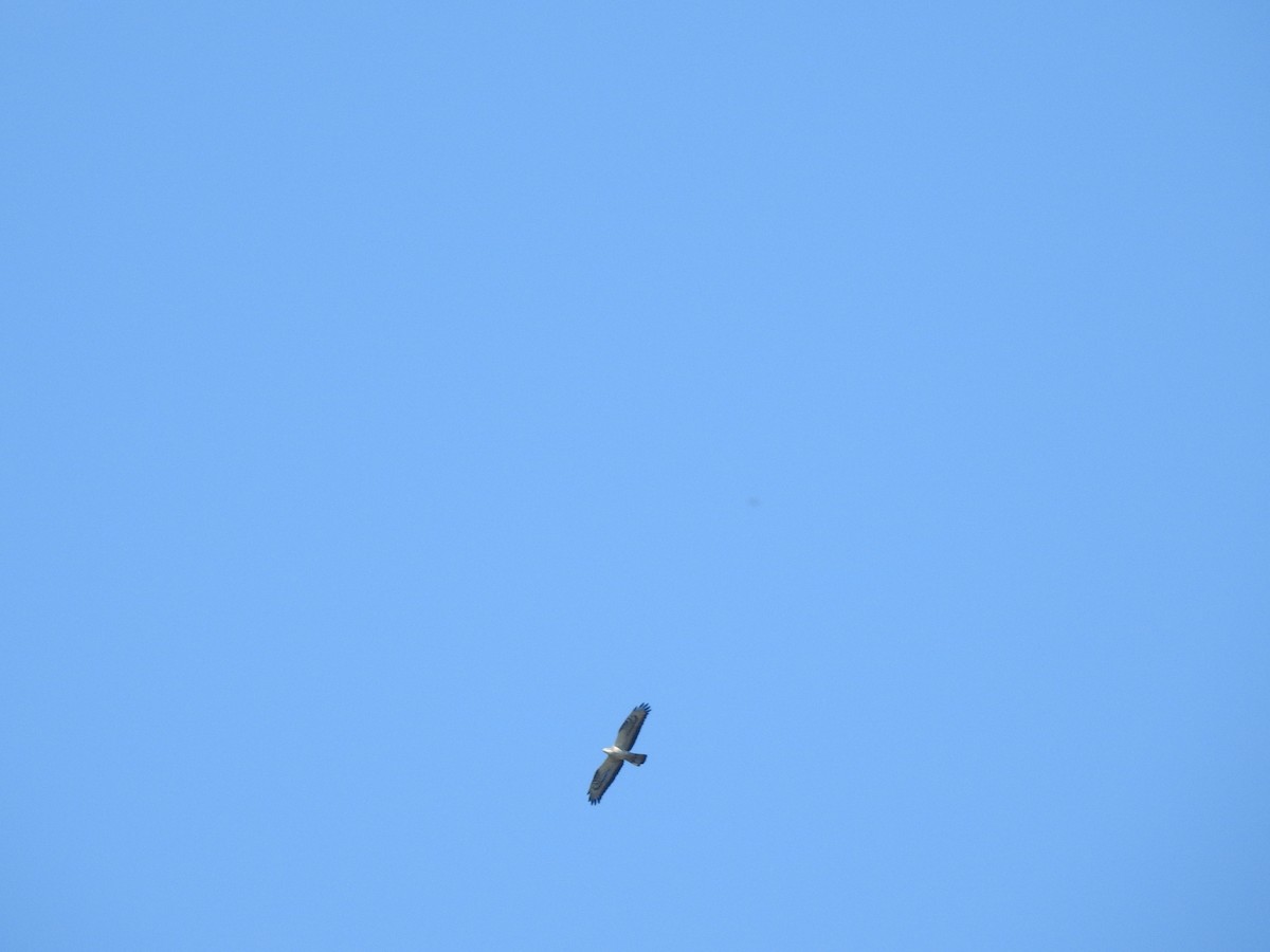 European Honey-buzzard - ML659828187