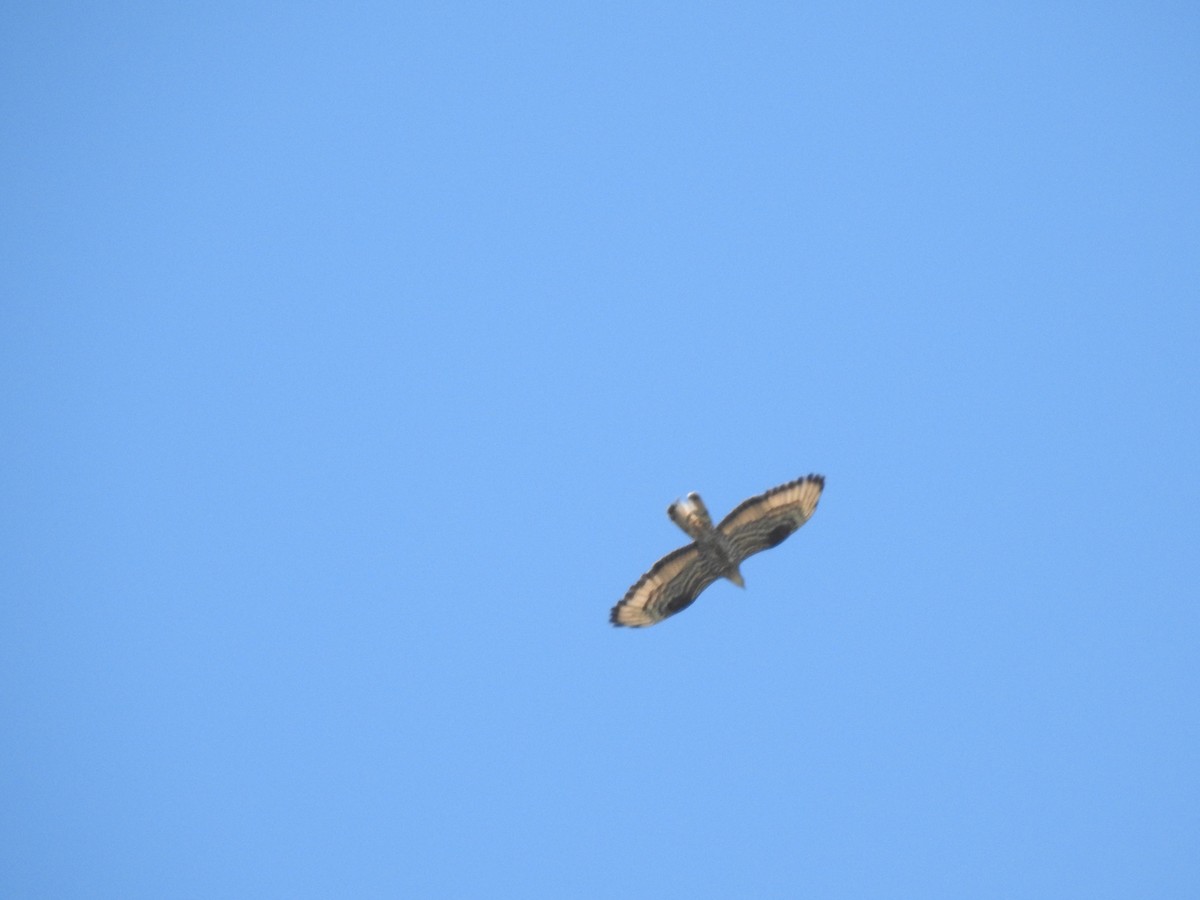 European Honey-buzzard - ML659828188