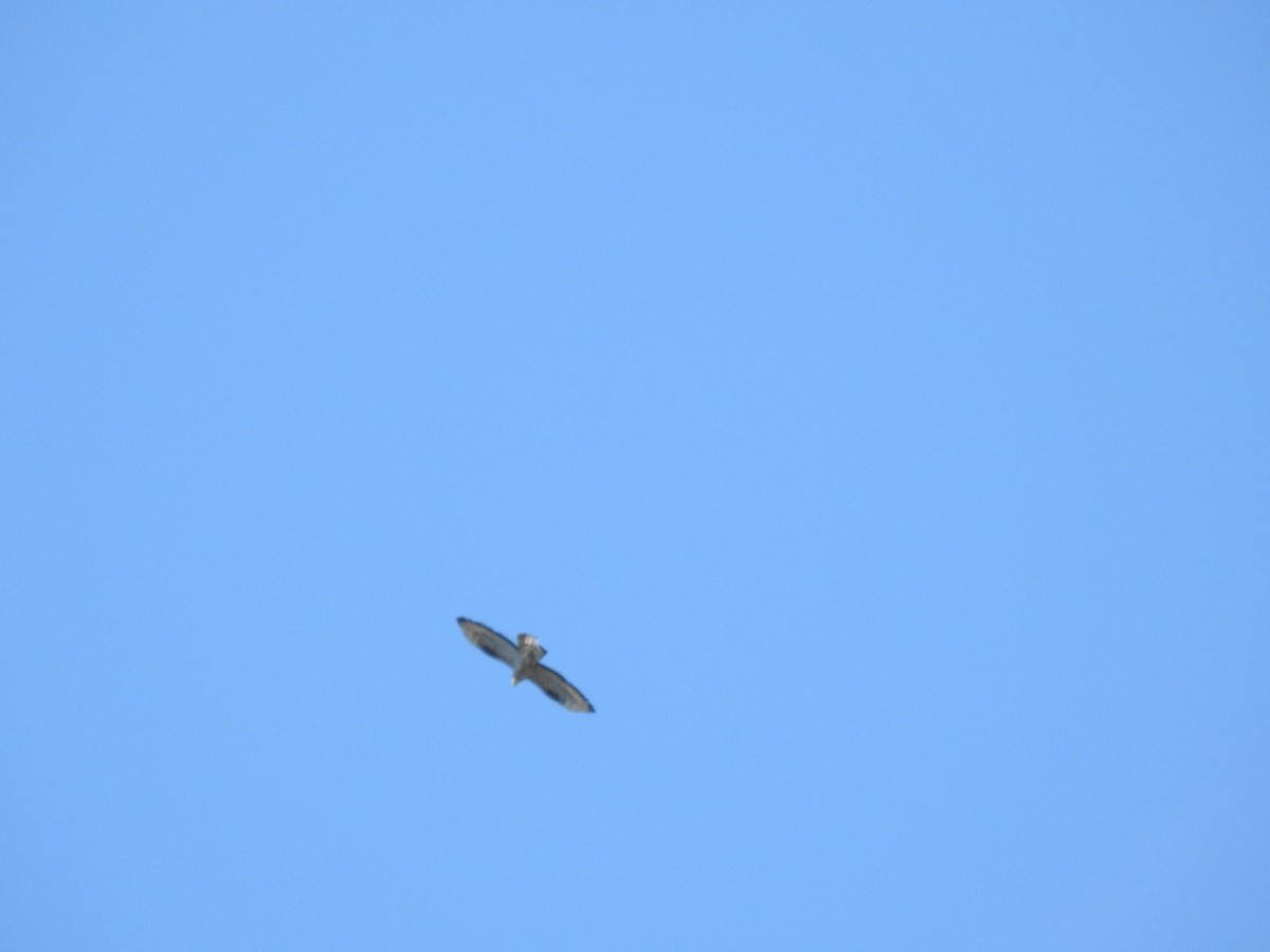 European Honey-buzzard - ML659828189