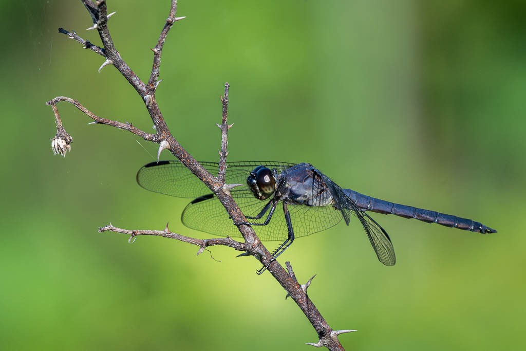 Slaty Skimmer - ML659828477
