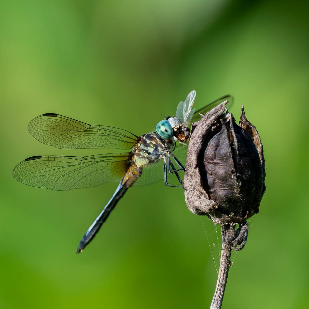 Blue Dasher - ML659828478