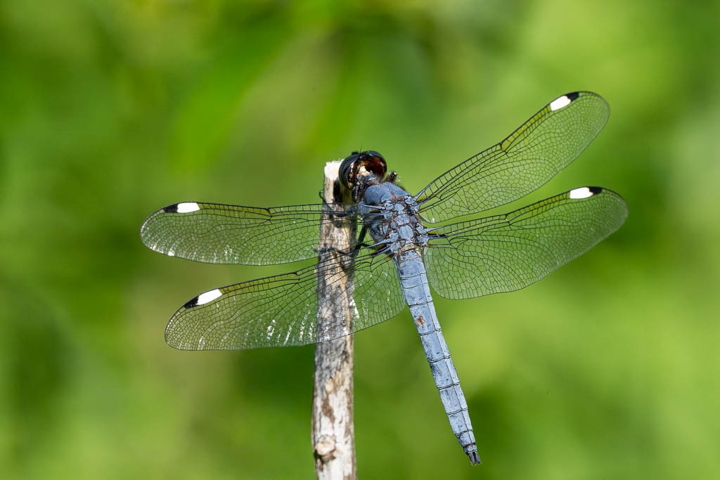 Spangled Skimmer - ML659828479