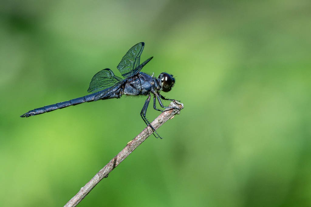 Slaty Skimmer - ML659828549