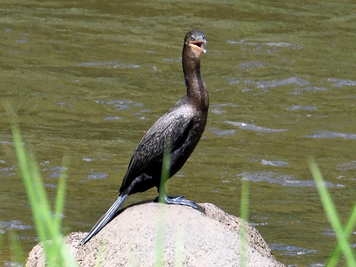 Neotropic Cormorant - ML659828579