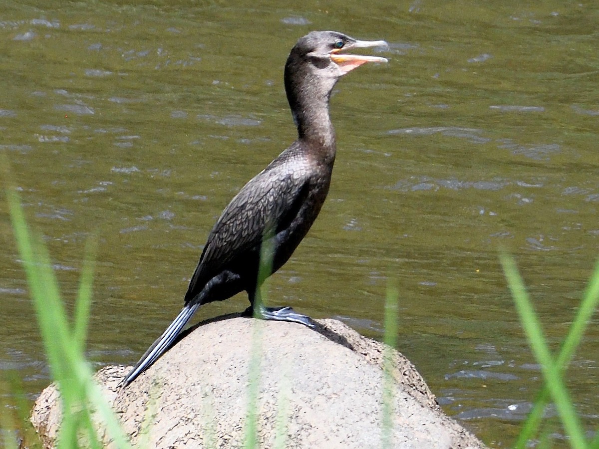 Neotropic Cormorant - ML659828580