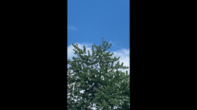 灰背隼 - ML659830035