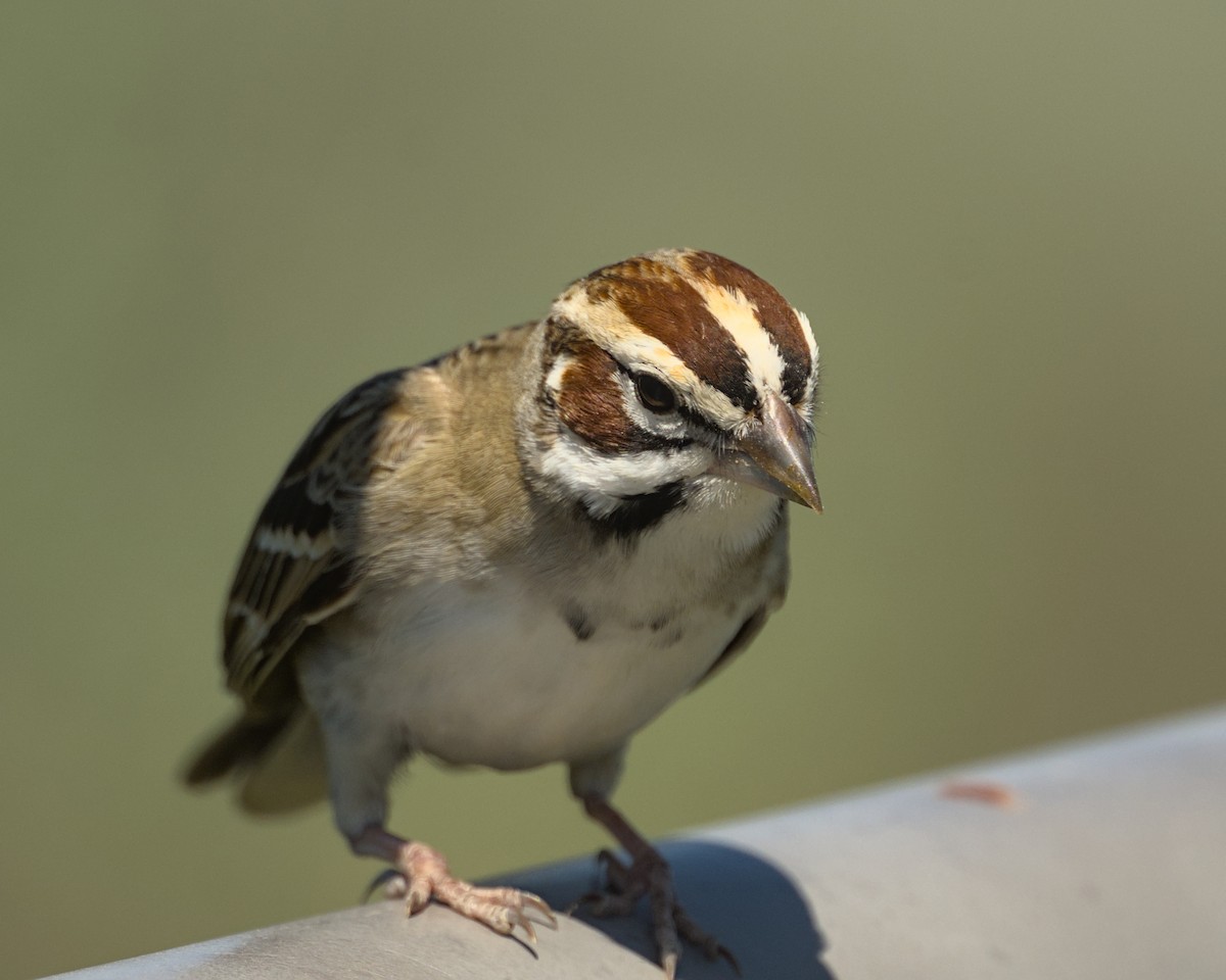 Lark Sparrow - ML659832581