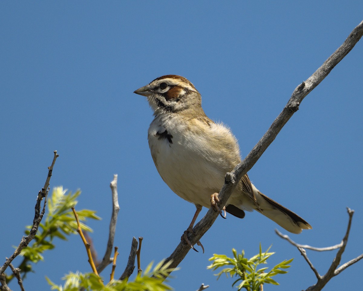 Lark Sparrow - ML659832582