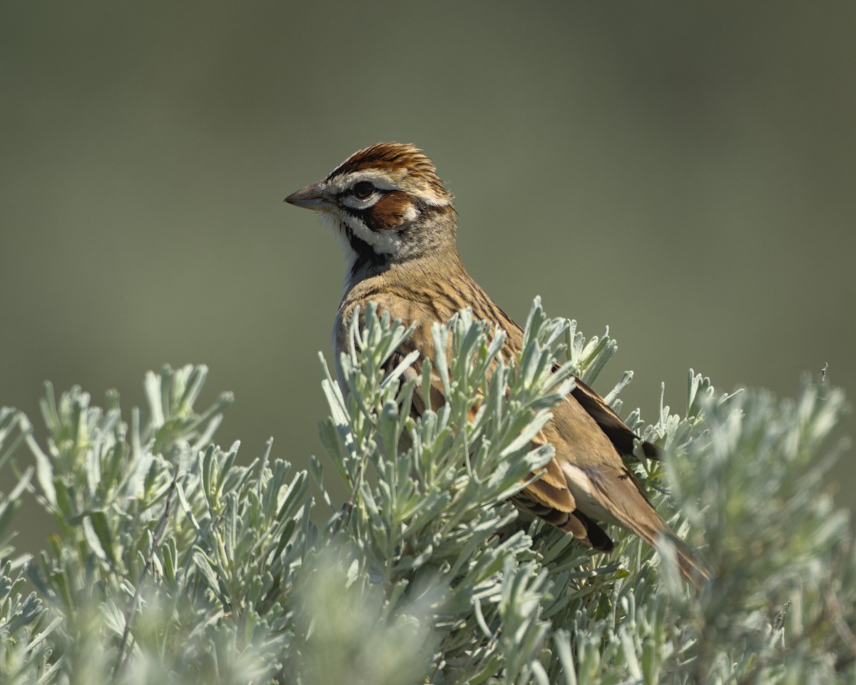 Lark Sparrow - ML659832583