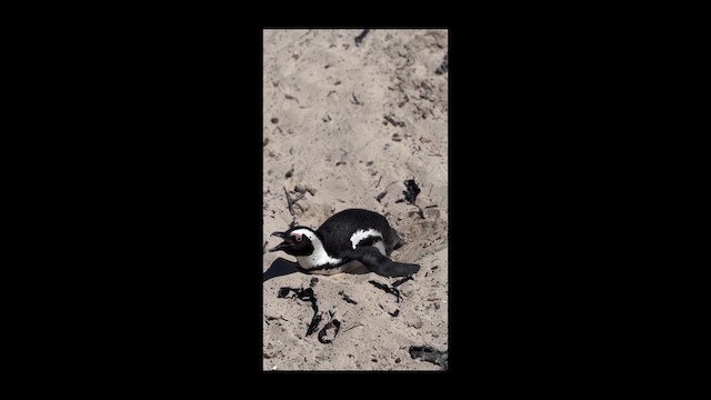 פינגווין אפריקני - ML659832817