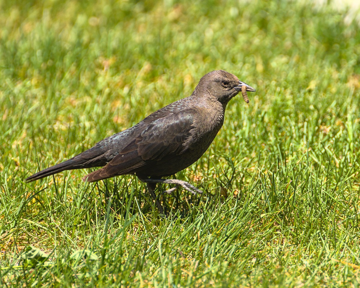 Brewer's Blackbird - ML659832911