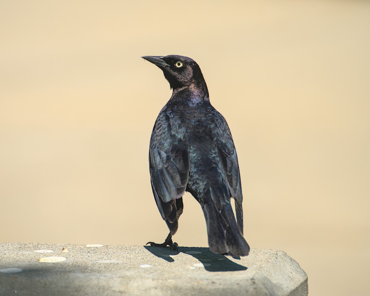 Brewer's Blackbird - ML659832918