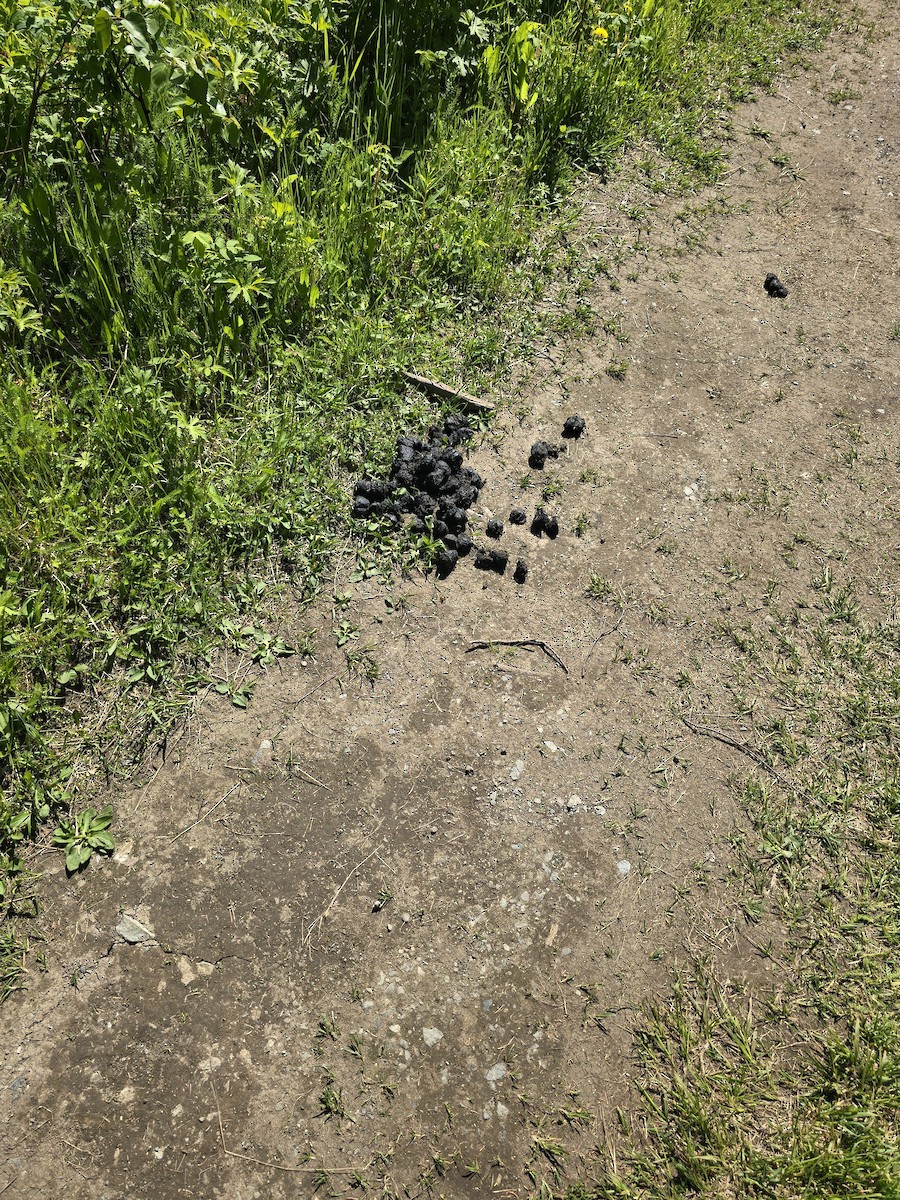 null - ML659833464